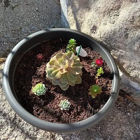 Geres Do Alibaba * Ruivaes