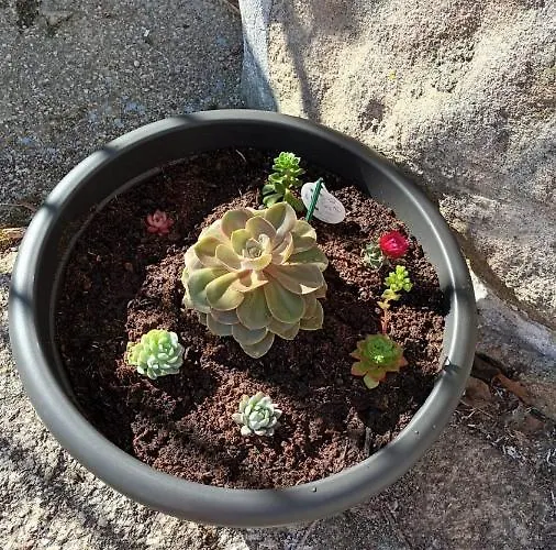 Geres Do Alibaba * Ruivaes